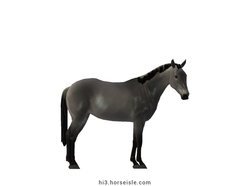 Australian Stock Horse Sooty Silvery Slate Grulla Coat